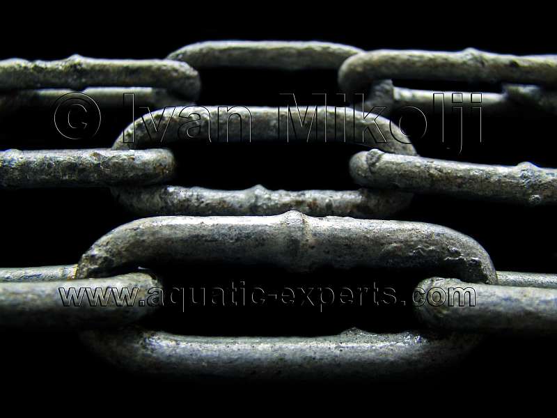 ENLACES Acuaristas de Venezuela